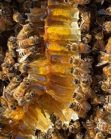 Local Stone Fruit Raw Honey Pouch