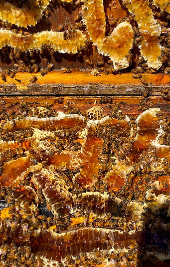 Local Stone Fruit Raw Honey Large