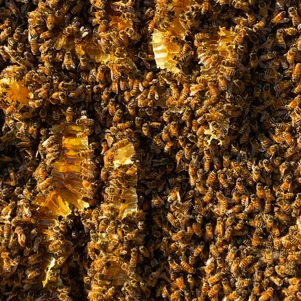 Local Stone Fruit Raw Honey Pouch