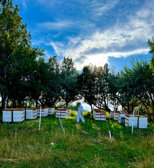 Local Apples/Berries/Wildflower Raw Honey Pouch