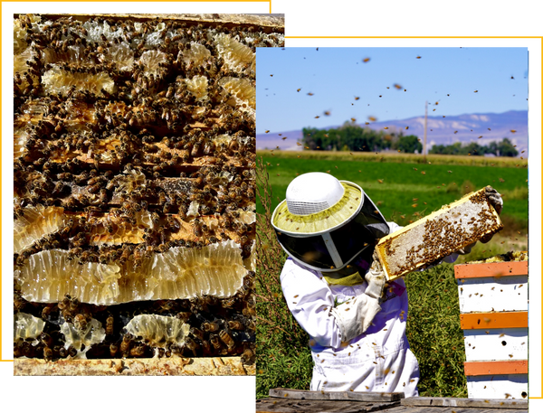 Organic Beeswax Sunscreen