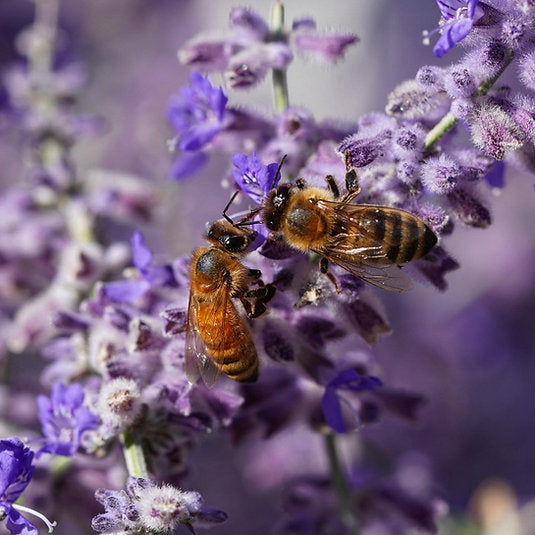 Wildflower Raw Honey Pouch