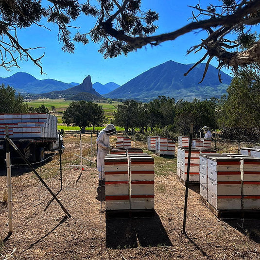 Pure Beeswax Blocks 40lbs