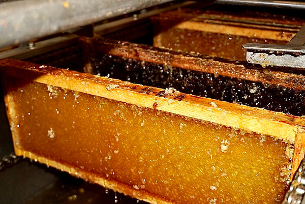 Buckwheat Berries Wildflower Raw Honey
