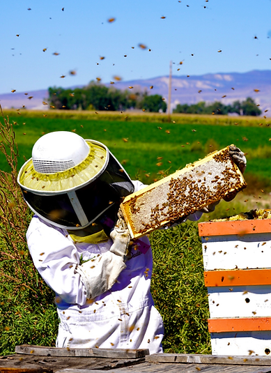 Raw Honey Trio