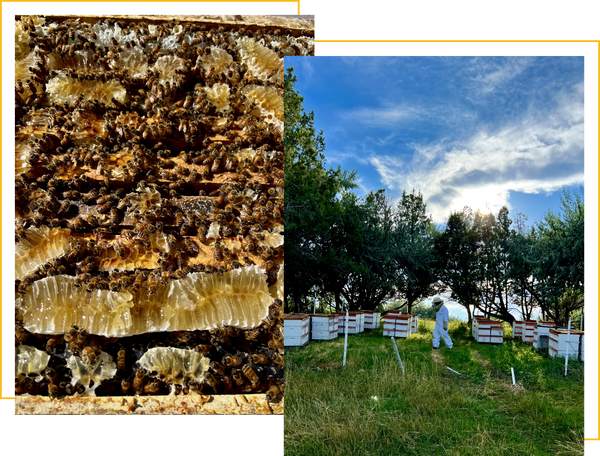 Small Wildflower Raw Honey